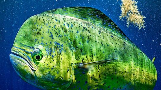 Lower Keys Dolphin Tournament JUNE 7-8-9 2024  (Things To Do)